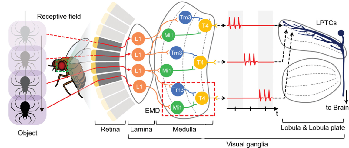 Figure 4. Elementary motion detection process derived from the biological optic nerve system of insects