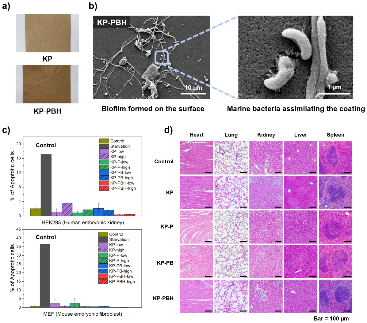 Figure 2. (a) Normal paper and boric-acid-crosslinked poly(vinyl alcohol) coated paper (termed KP-PBH), (b) biodegradation of the coated paper by marine bacteria, (c) result of cytotoxicity tests using human embryonic kidney and mouse embryonic fibroblast cells, and (d) vital organs of mice after one month of exposure to the coated papers