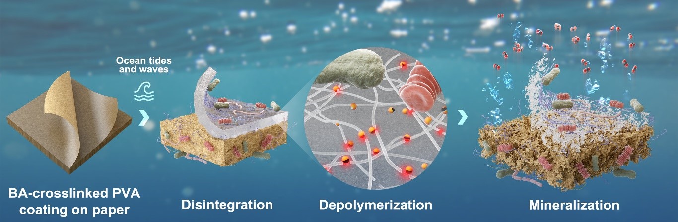 Figure 3. End-of-life scenario of papers coated by BA-crosslinked PVA in a marine environment. The coated papers can be disintegrated by marine microorganisms and ocean waves and tides. The depolymerization of PVA coating and paper is then mediated by extracellular depolymerases such as oxidases and cellulases, after which the small subunits (oligomers and monomers) are assimilated by microbial cells. The carbon components in the coated papers are ultimately mineralized into CO2, posing no harm in the ocean.