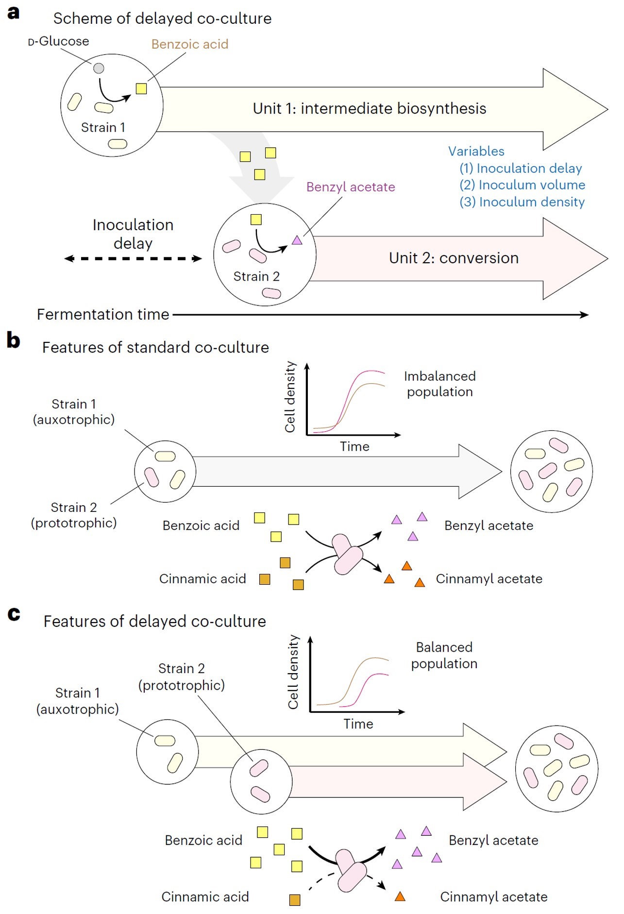 Delayed co-culture strategy to suppress byproduct formation resulting from the substrate non-specificity of the benzyl acetate biosynthesis enzyme (Image source: Choi, K.R., Luo, Z.W., Kim, G.B. et al. A microbial process for the production of benzyl acetate. Nat Chem Eng 1, 216–228 (2024). https://doi.org/10.1038/s44286-023-00022-0)