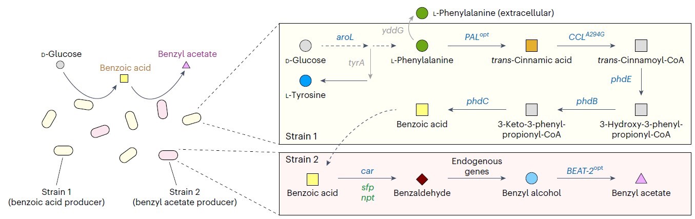 Scheme of producing benzyl acetate through the co-culture strategy from glucose: (Image source: Choi, K.R., Luo, Z.W., Kim, G.B. et al. A microbial process for the production of benzyl acetate. Nat Chem Eng 1, 216–228 (2024). https://doi.org/10.1038/s44286-023-00022-0)